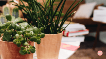 Plusieurs plantes vertes en pot sur une table.