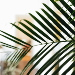 Une plante verte en premier plan.