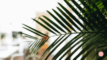 Une plante verte en premier plan.