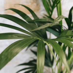 Une plante verte d'intérieur.