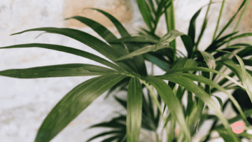 Une plante verte d'intérieur.