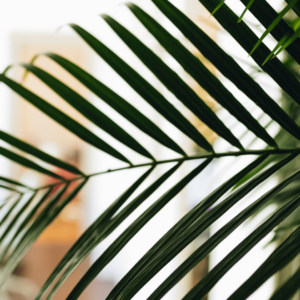 Photo article ouvrir franchise dom-tom