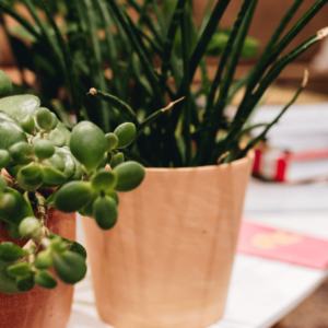 Photo article exemples limiter impact planète