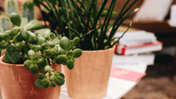 Photo article exemples limiter impact planète