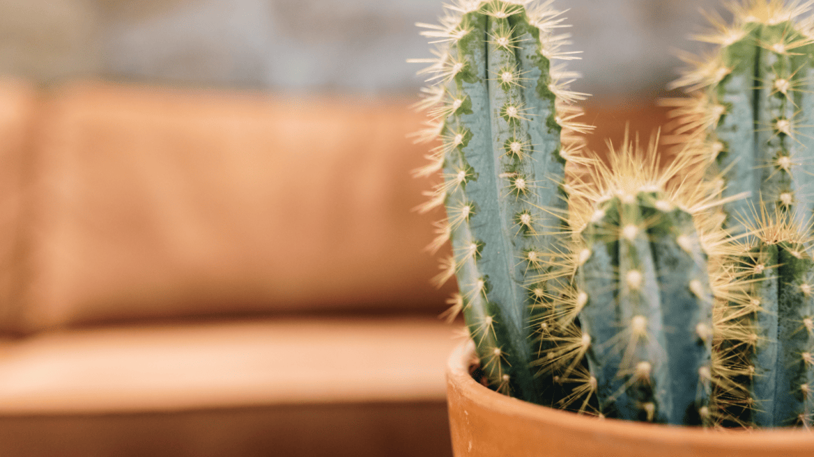 Un cactus pour illustrer le sujet épineux des vacances commerciales.