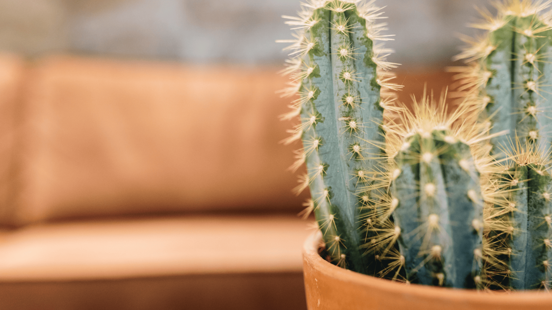 Un cactus pour illustrer le sujet épineux des vacances commerciales.