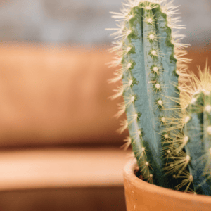 Un cactus pour illustrer le nouvel eldorado de la franchise industrielle