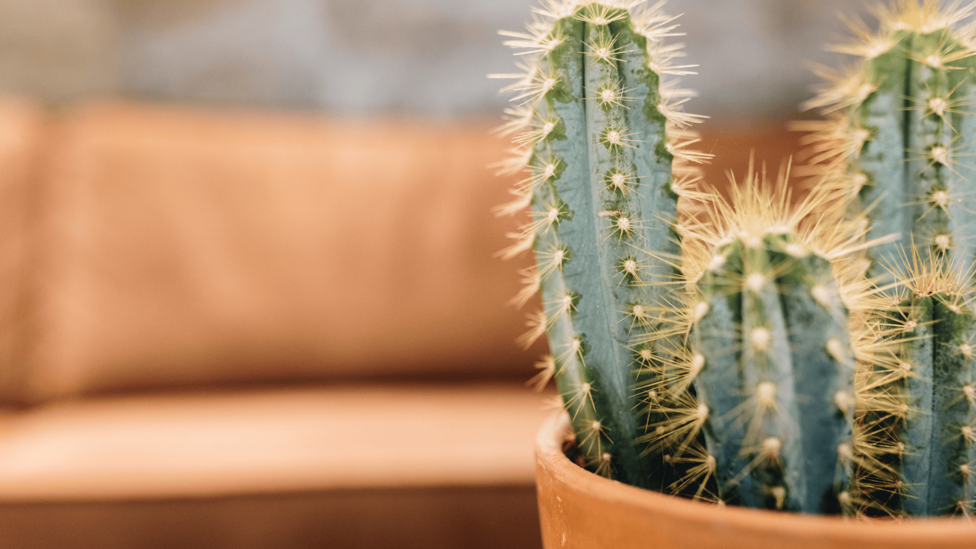 Un cactus pour illustrer le nouvel eldorado de la franchise industrielle