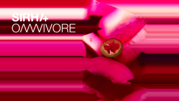 Sirha omnivore sur un fond rose.