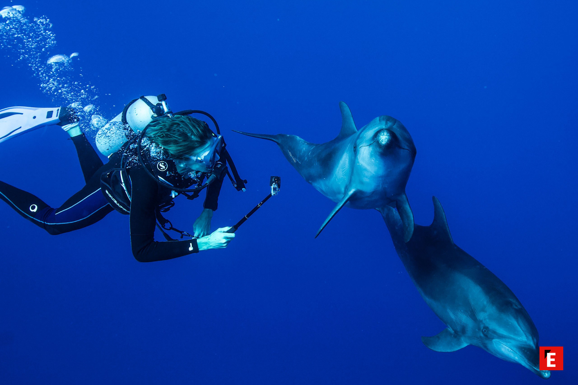 Agence de Voyages Scientifiques 13, plongée avec les dauphins