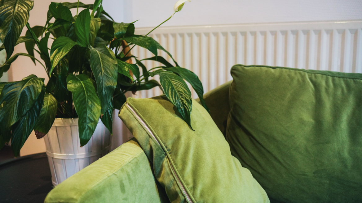 Un canapé en velour vert à côté d'une plante.