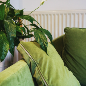 Un canapé en velour vert à côté d'une plante.