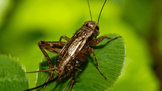 franquicias insectos