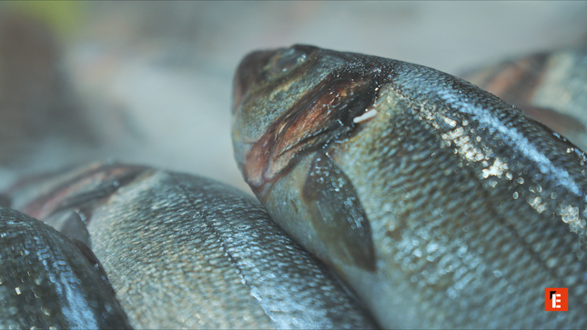 franquicia alcampo 5