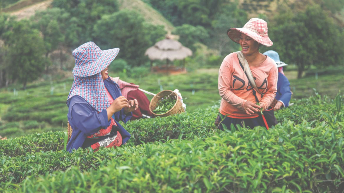 Illustration de culture du thé