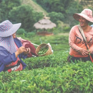 Illustration de culture du thé