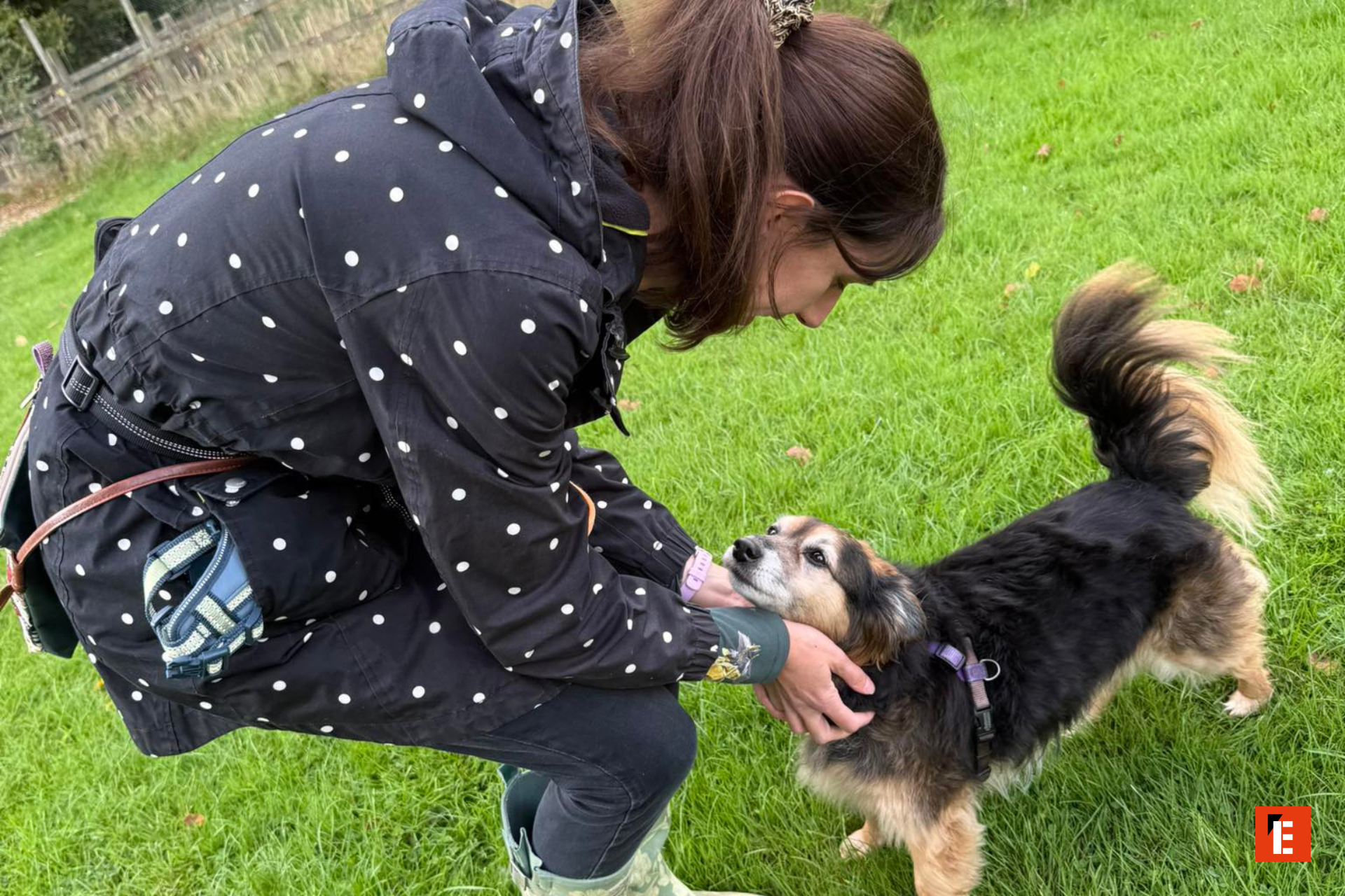 Person bends to pet a friendly dog outdoors.
