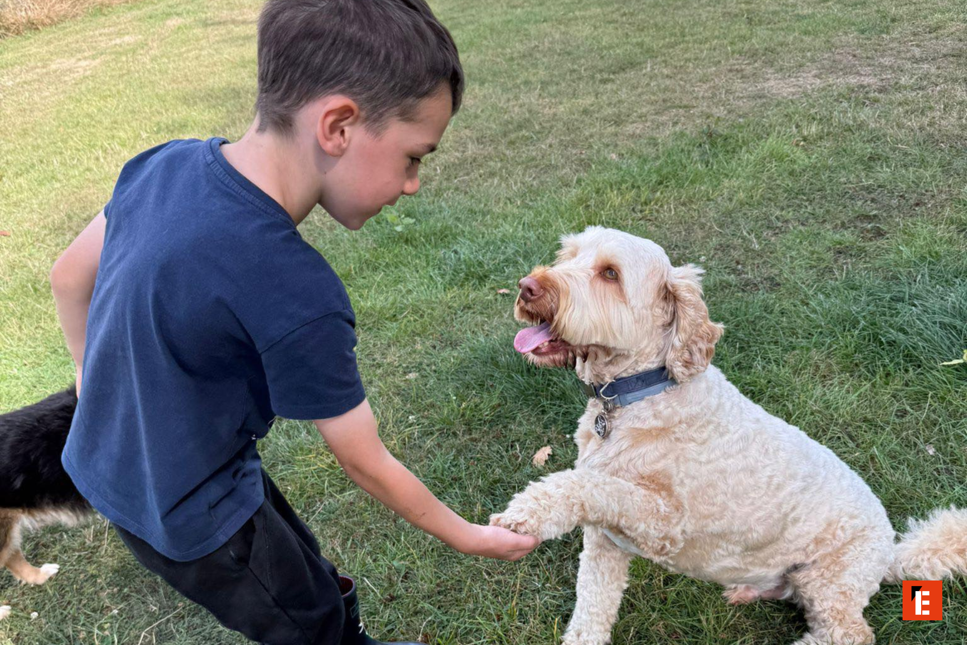 Child playing with a friendly dog outdoors.