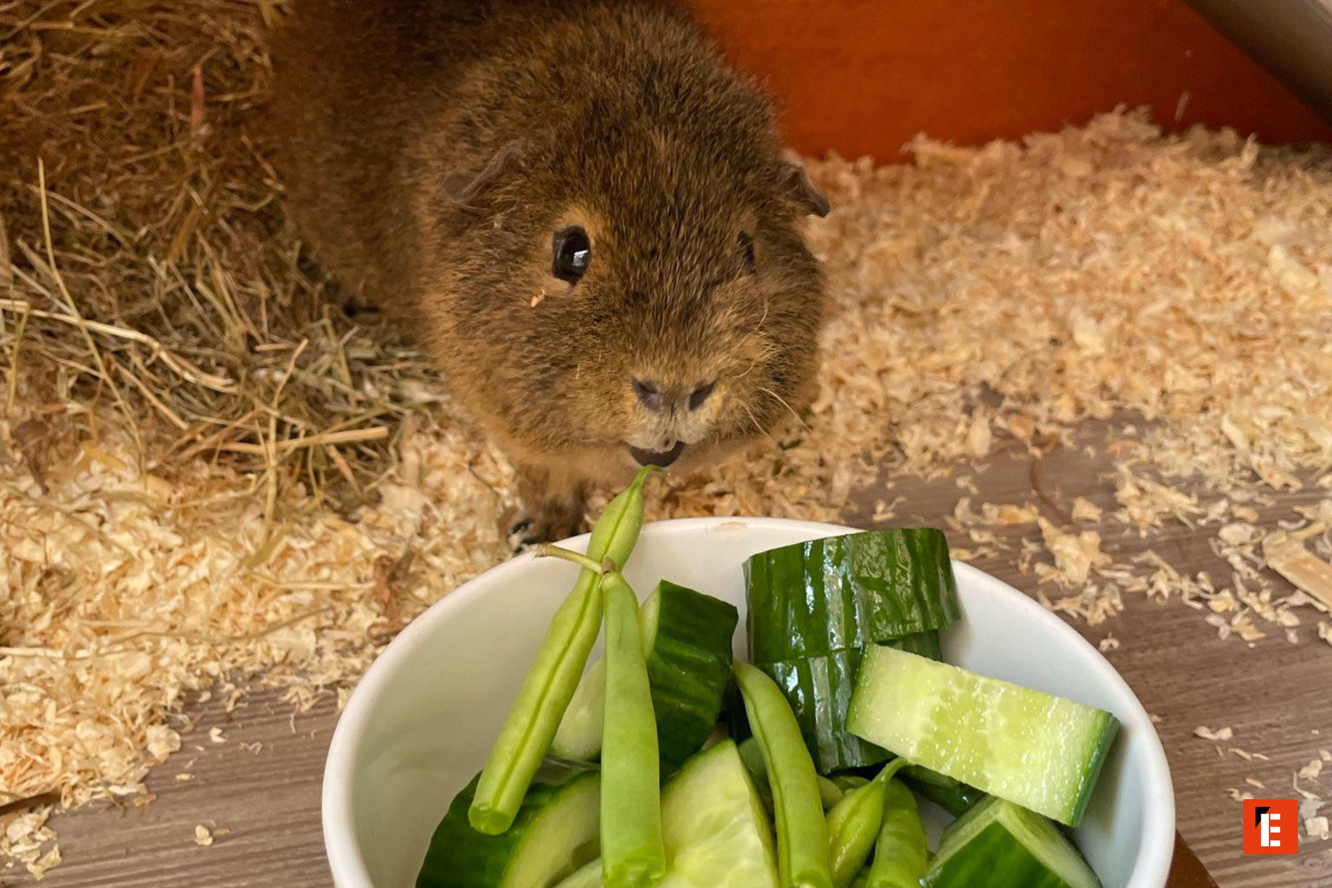 Guinea pig eating fresh vegetables.