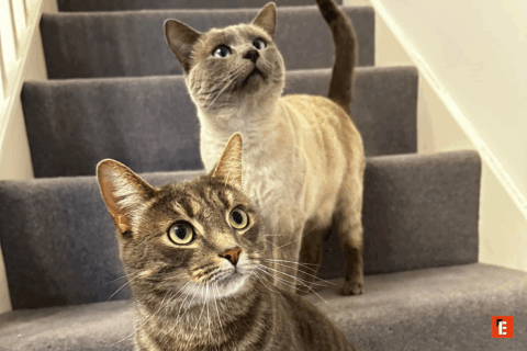Two cats on stairs, looking curiously upwards.