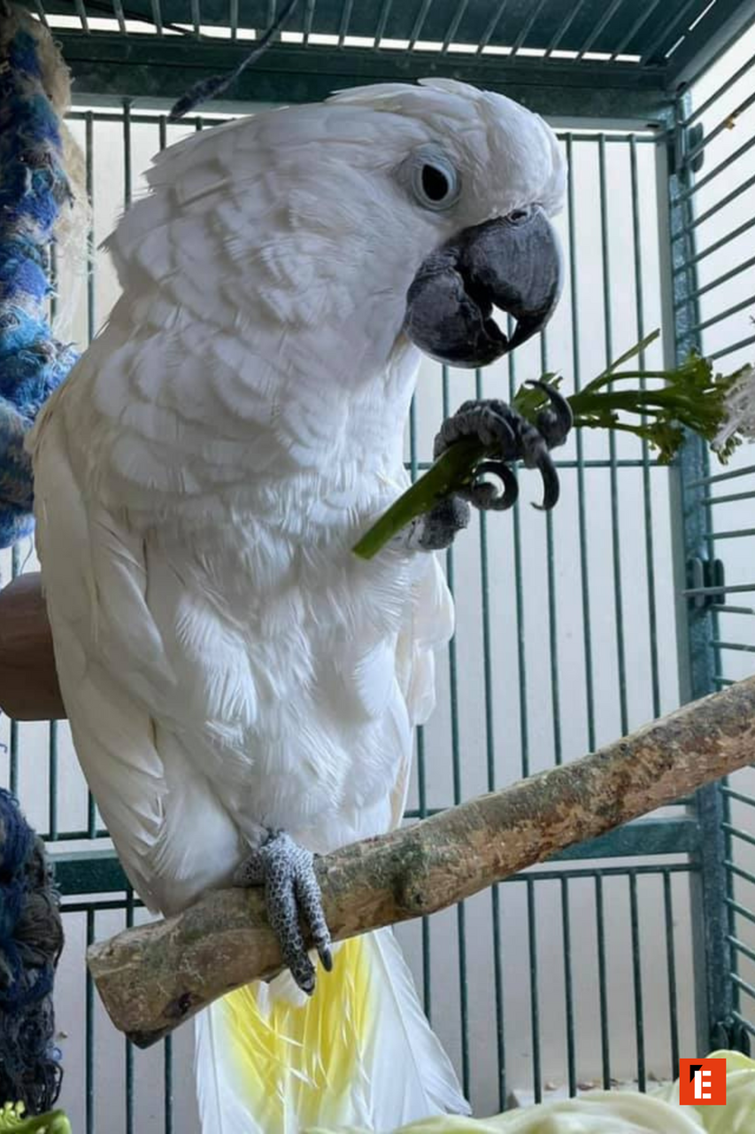 franchise pets homes and gardens 2