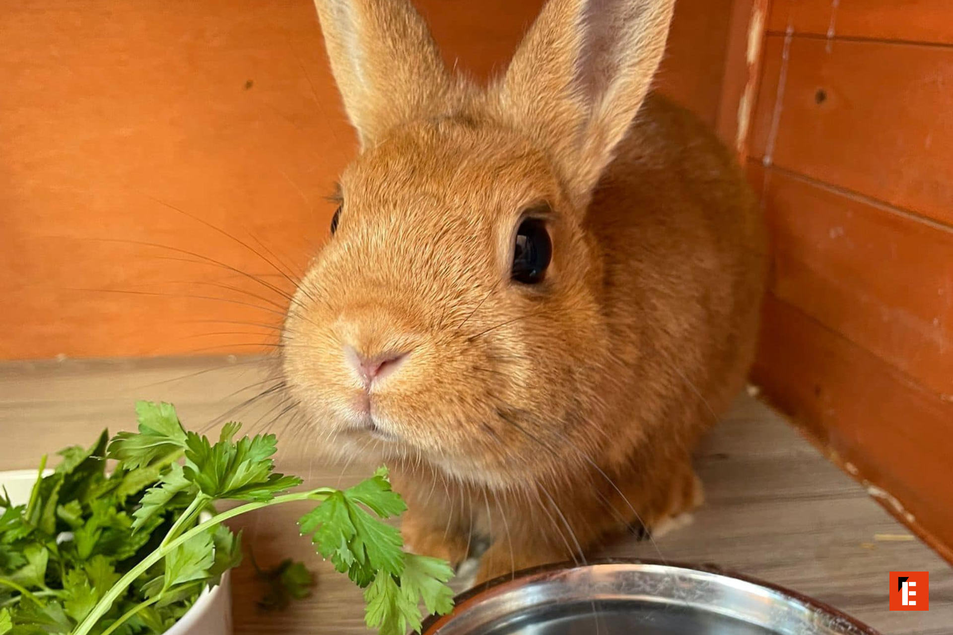 Close-up of a rabbit with fresh herbs.