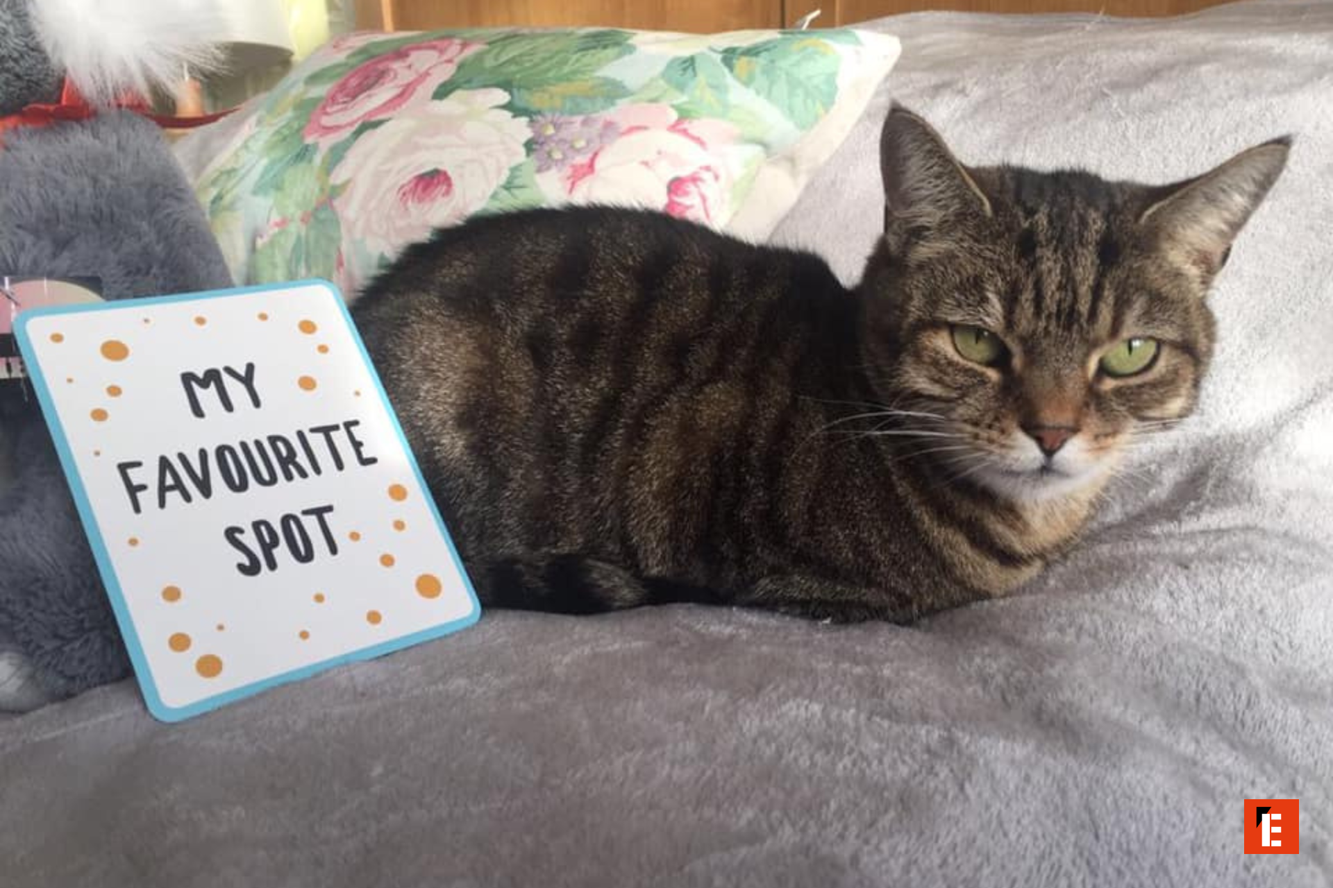 Cat resting on a grey blanket with sign.