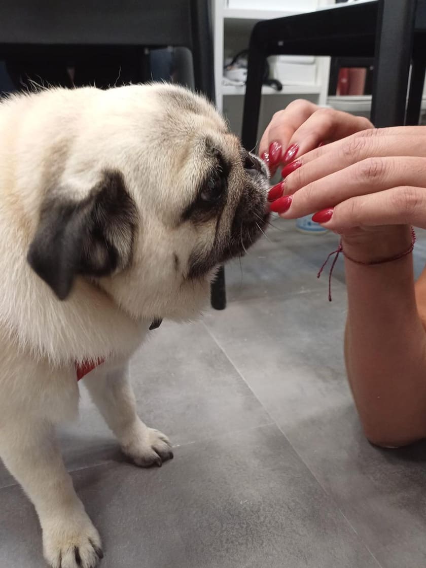 perro y uñas