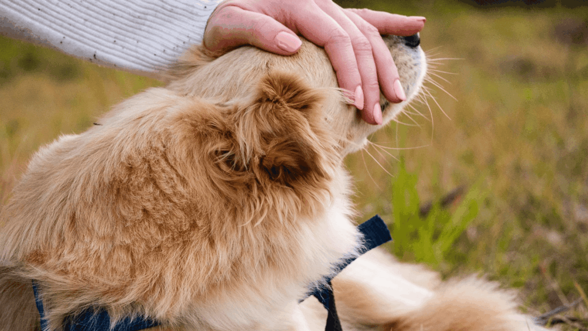 persona acaricia perro