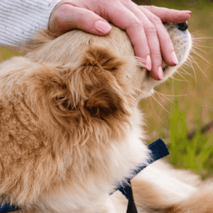 persona acaricia perro