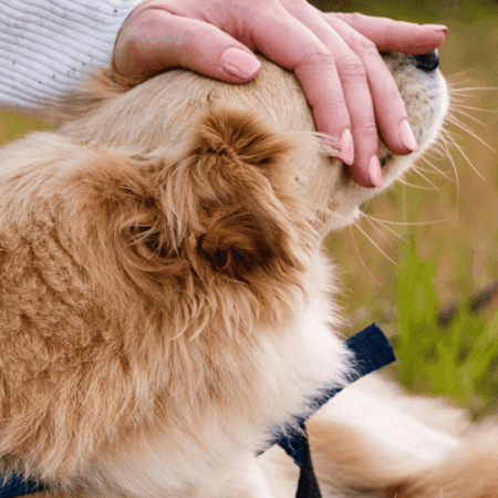 persona acaricia perro