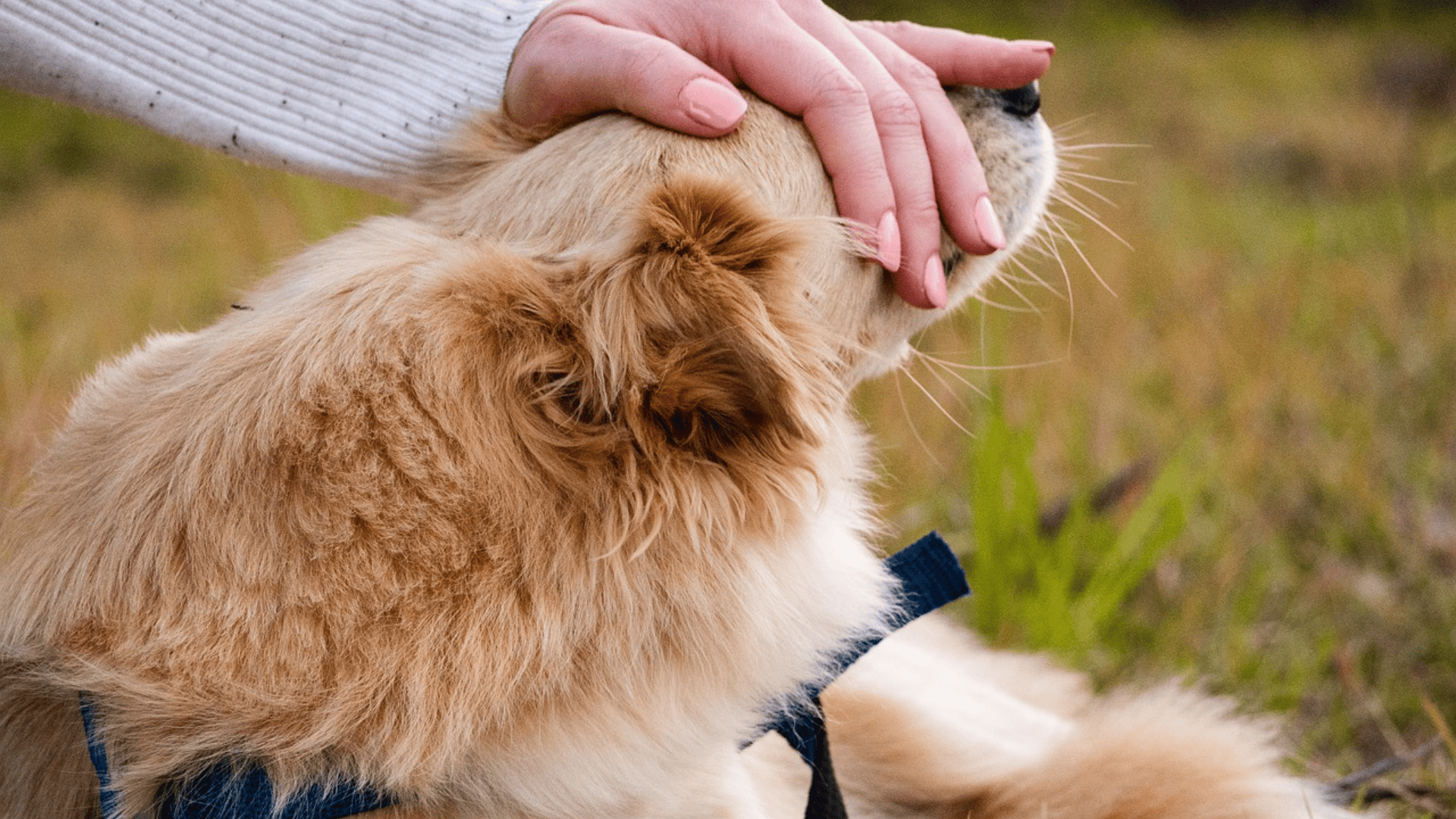 persona acaricia perro