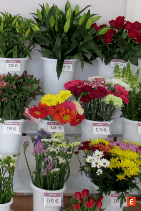 Varias macetas con flores y precios visibles.