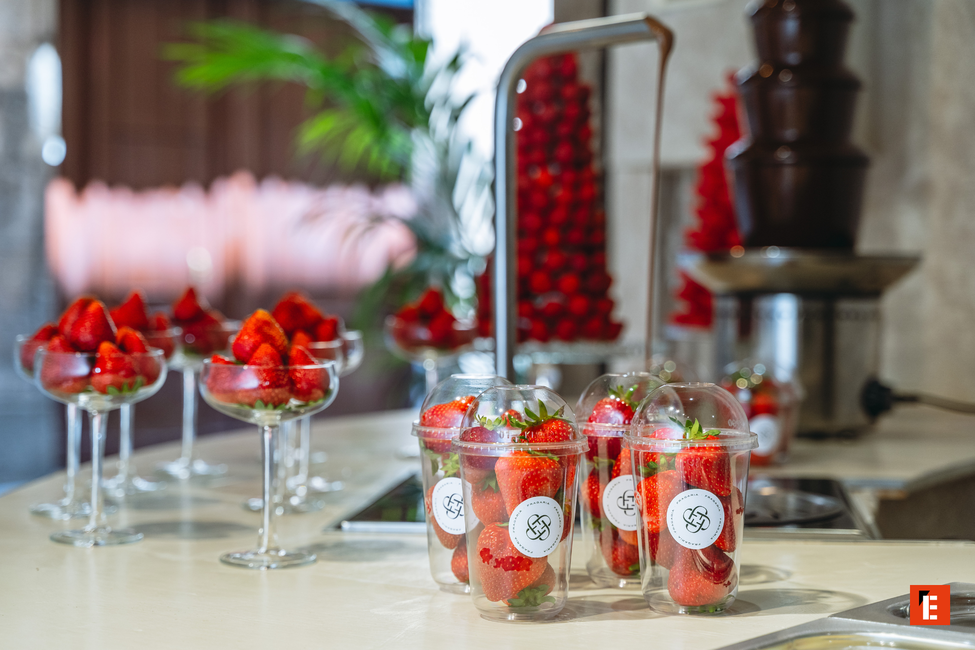 franquicia fragaria 6