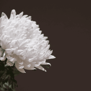 flor blanca sobre fondo negro