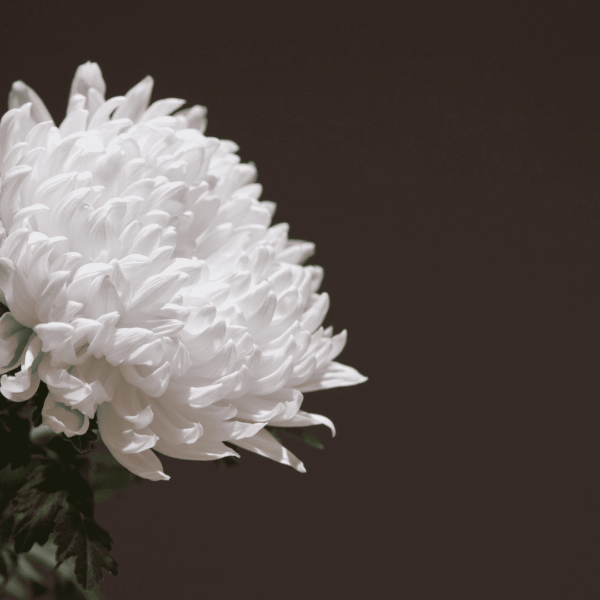 flor blanca sobre fondo negro