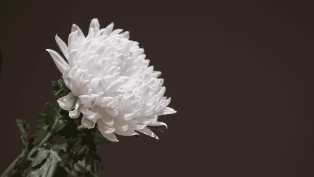 flor blanca sobre fondo negro