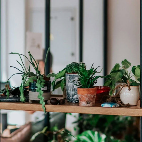 étagère plantes