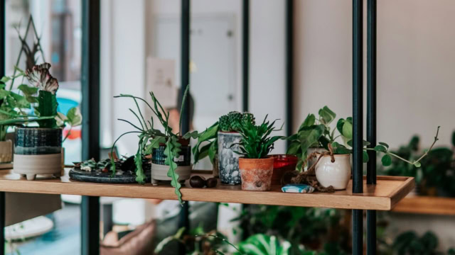 étagère plantes