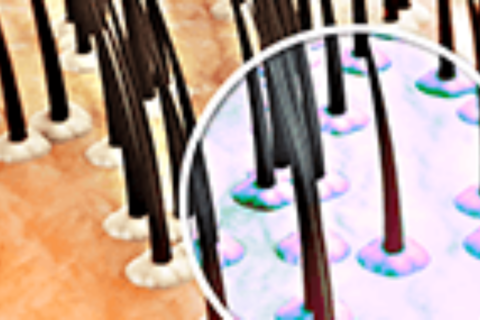 macro du cuir chevelu : follicules et bulbes