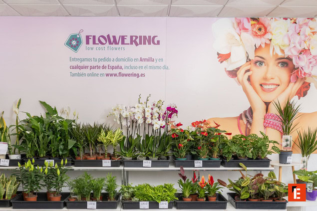 franquicia flowering 1