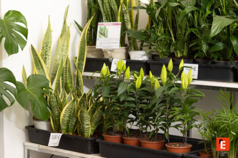 Varias macetas con flores y precios visibles.