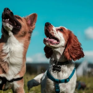 due cani felici nel prato soffice