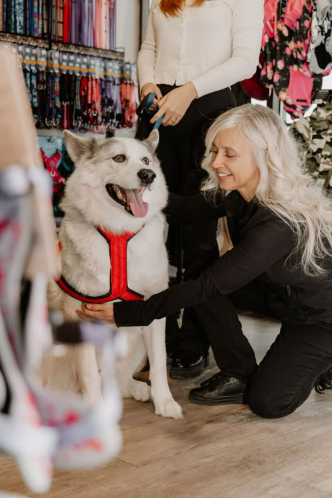 chien husky en harnais rouge À lanimalerie