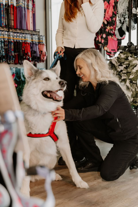 grand chien au harnais rouge en animalerie