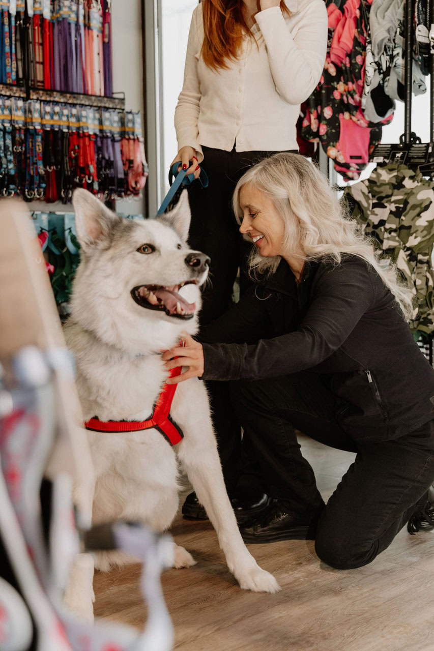 grand chien au harnais rouge en animalerie