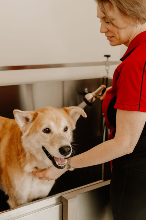moment de toilettage : chien soigné et détendu