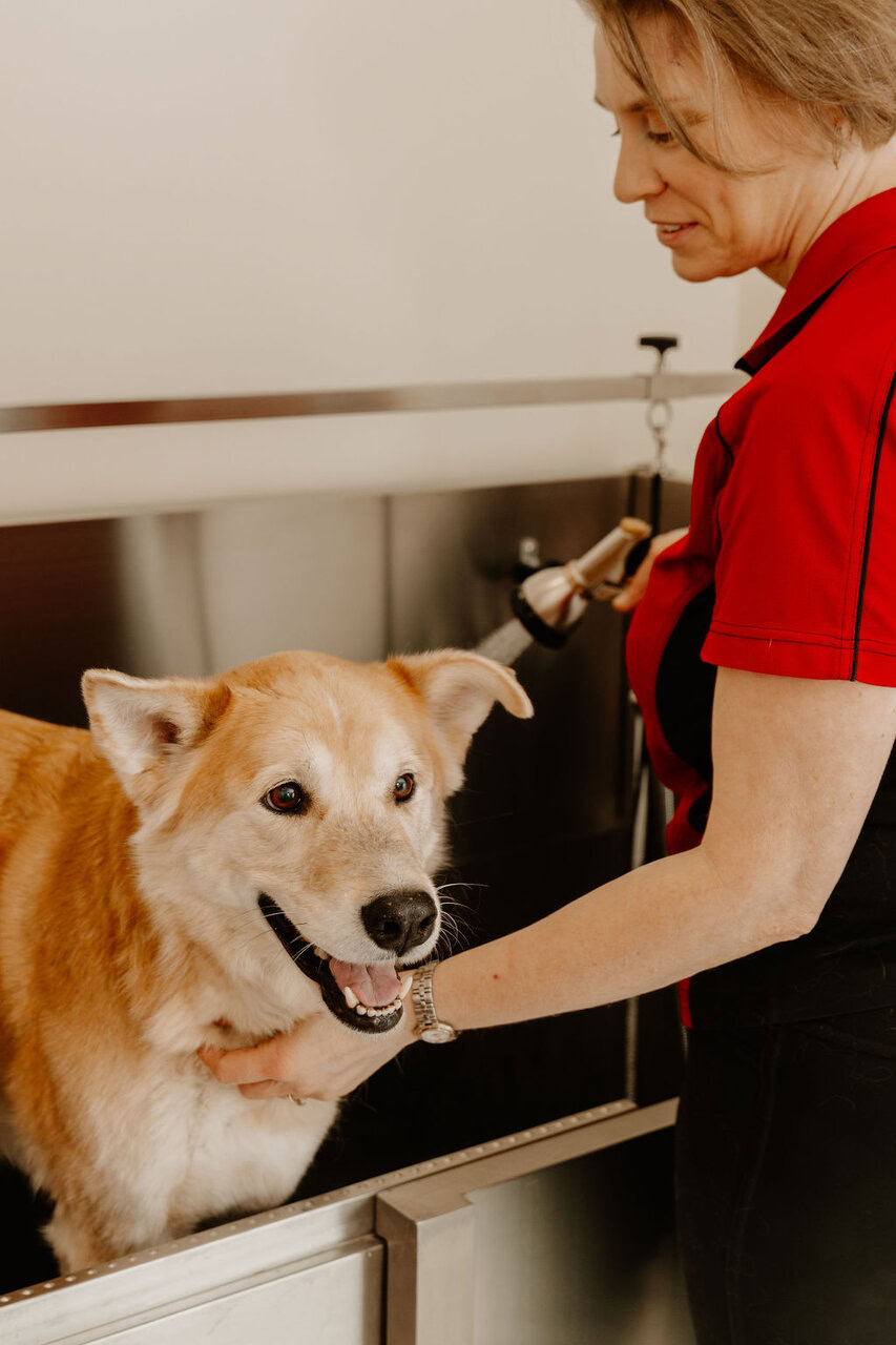 moment de toilettage : chien soigné et détendu