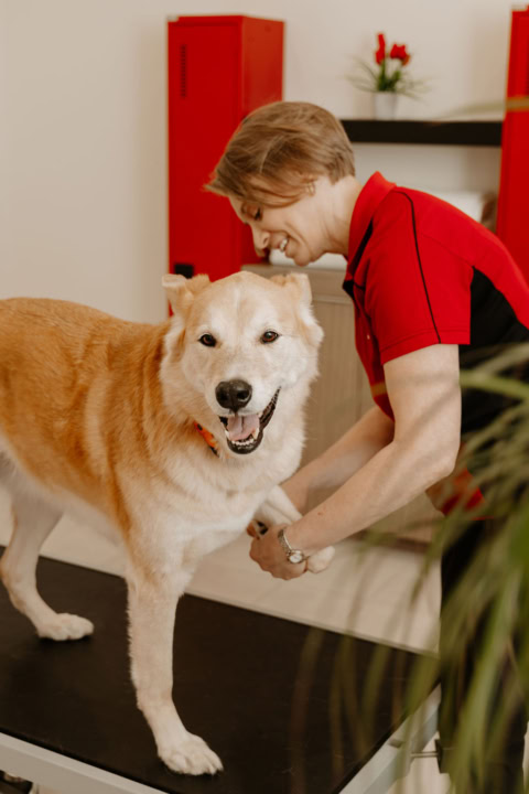 chien doré: toilettage et examen vétérinaire sur table