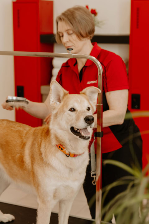toilettage de chien professionnel en salon